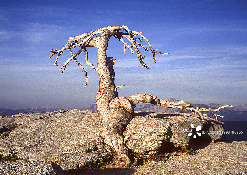 约塞米蒂国家公园哨兵穹丘上的杰弗里松树图片素材