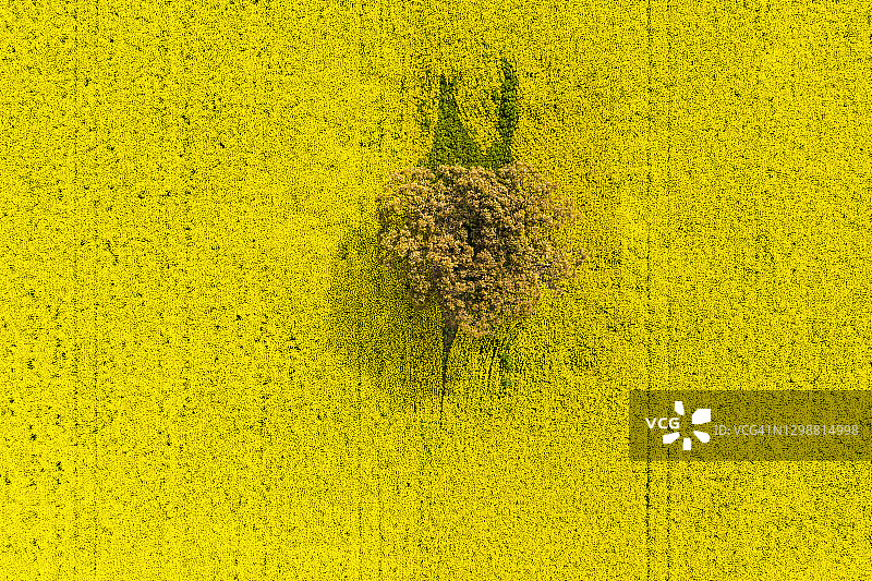 油菜籽田图片素材