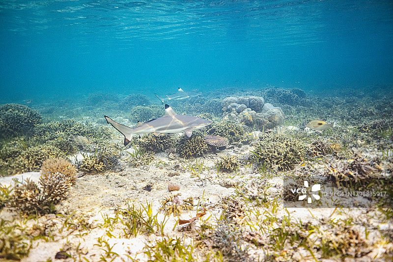 黑鳍礁鲨在清澈的蓝色海水中珊瑚上游动图片素材