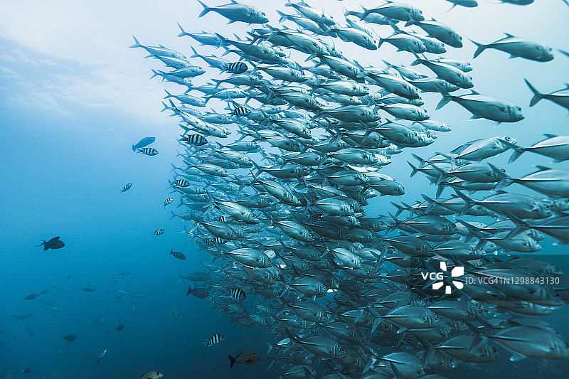 深海中的大型鱼群图片素材
