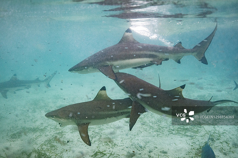 清澈的蓝色太平洋浅水中游泳的鲨鱼图片素材