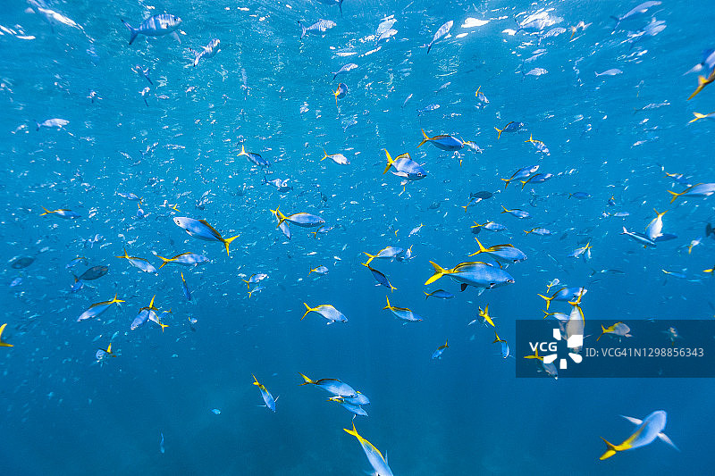 畅游于海洋中的鱼群图片素材