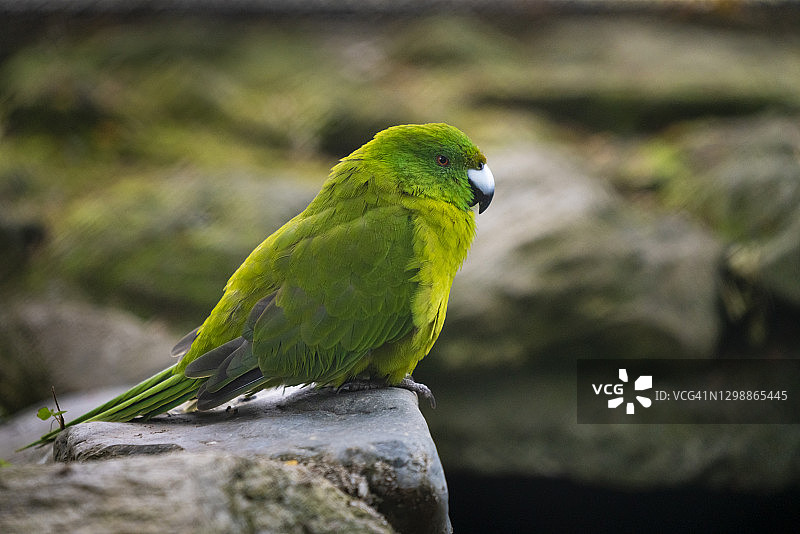 在蒂阿瑙鸟类保护区圈养的反足岛鹦鹉特写，新西兰图片素材
