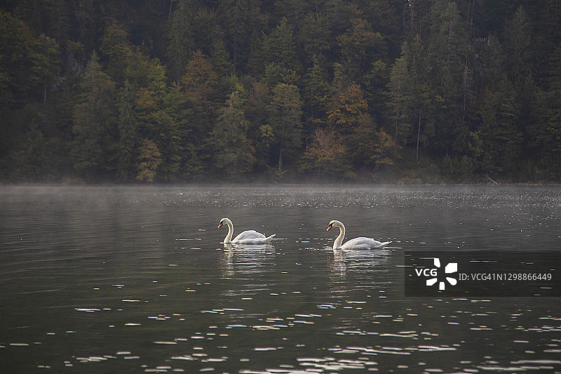 在巴伐利亚阿尔卑斯湖中游泳的一对天鹅图片素材