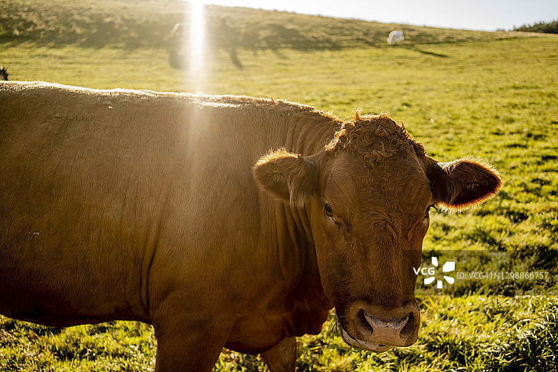 英国惠特比附近田野里的棕色奶牛特写图片素材