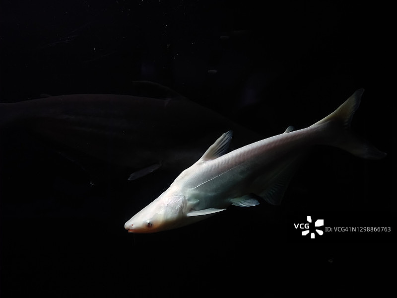 水族馆中的白化虎鲨图片素材