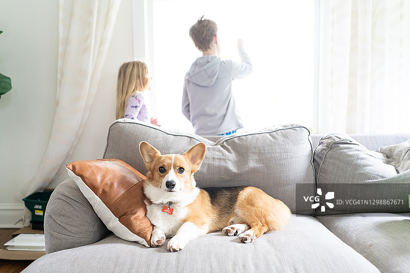 孩子们看着窗外，柯基犬躺在沙发上图片素材