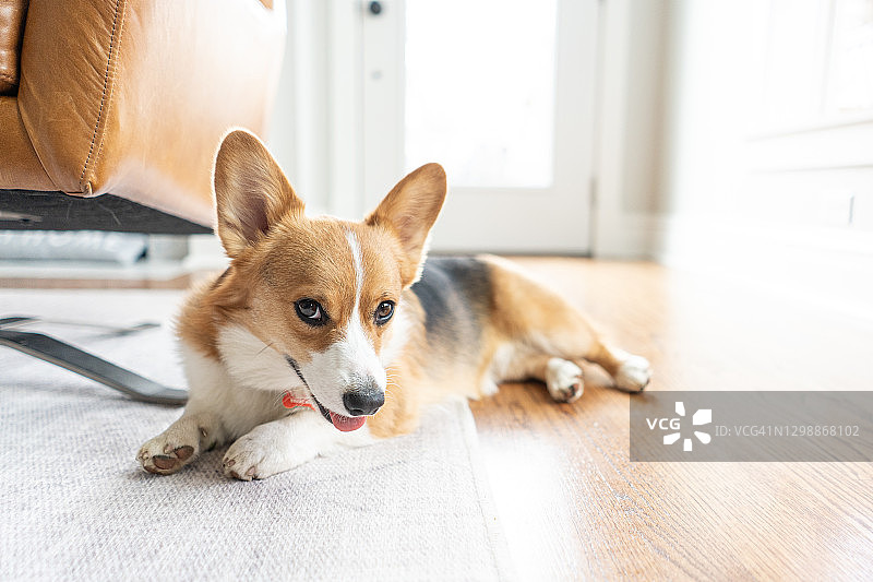 可爱的柯基犬在地板上看着镜头喘气图片素材