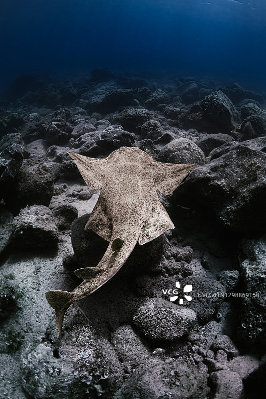 加那利群岛沿岸游动的安康鱼图片素材