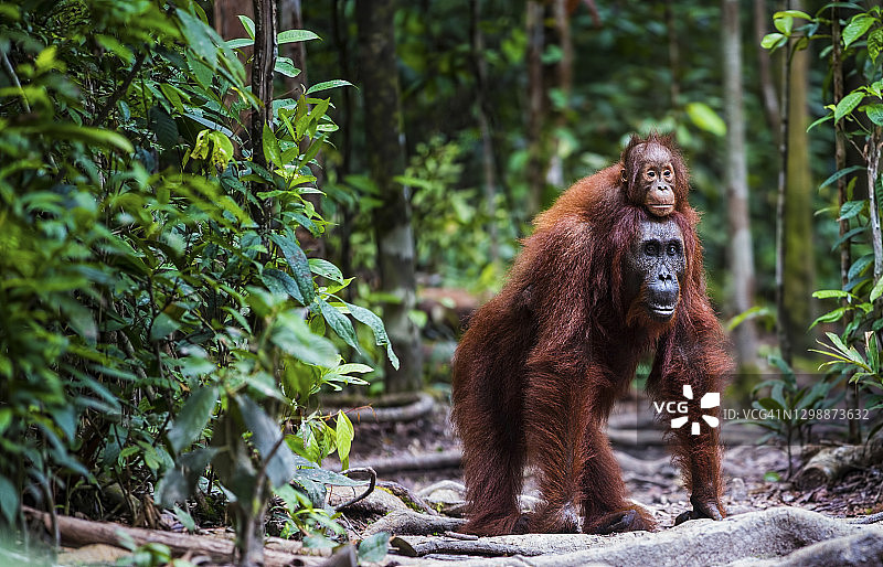 红毛猩猩和幼崽在森林中行走图片素材