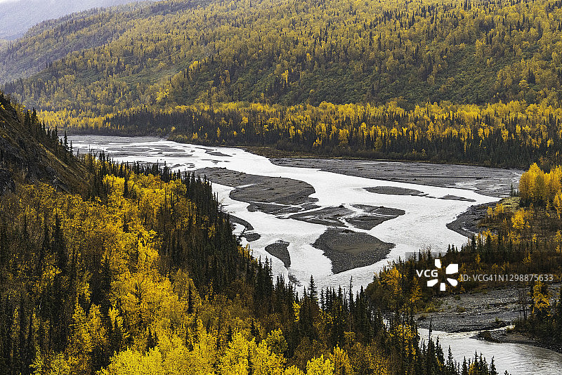 阿拉斯加秋季的黄色桦树与辫状河图片素材