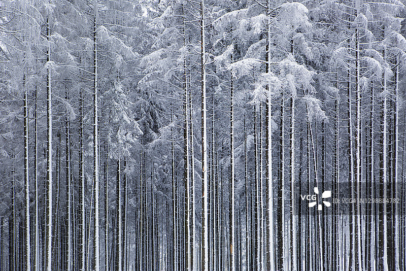 白雪覆盖的树木 - 单一栽培图片素材