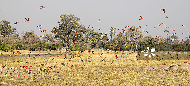 朱红蜂虎图片素材