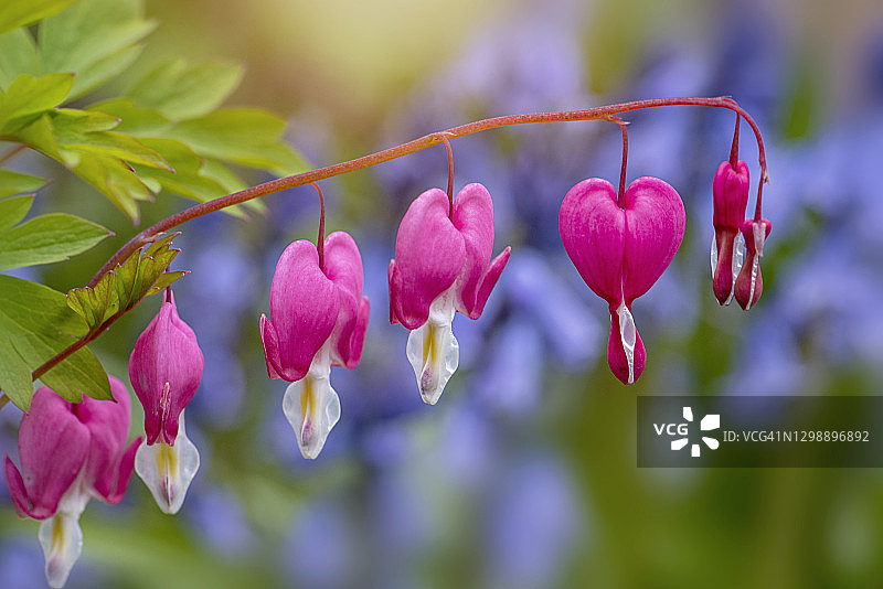美丽的心形粉红色荷包牡丹花朵特写图片素材