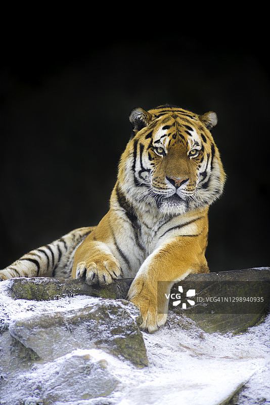 雪地高处岩石上的西伯利亚虎（Panthera tigris altaica）肖像图片素材