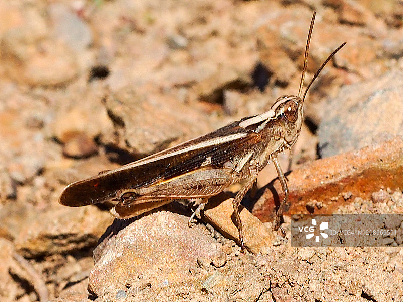 绿翅草蜢图片素材