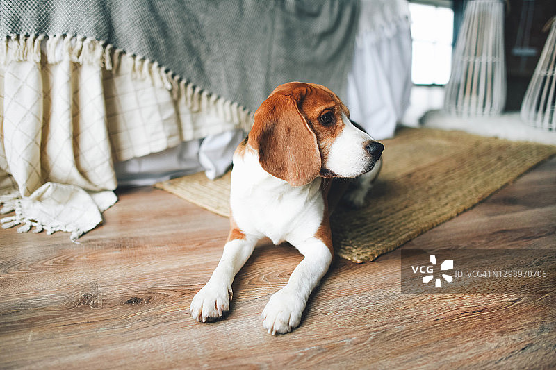 房间里可爱的比格犬图片素材