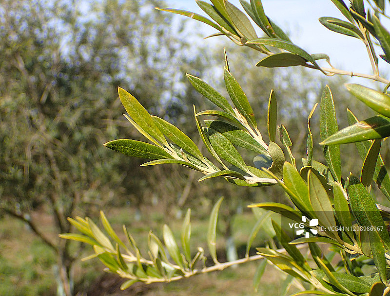 橄榄树林中的绿色橄榄叶图片素材