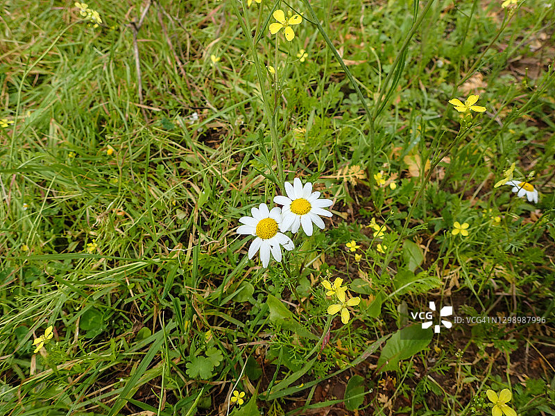 长着两朵雏菊的绿色田野图片素材