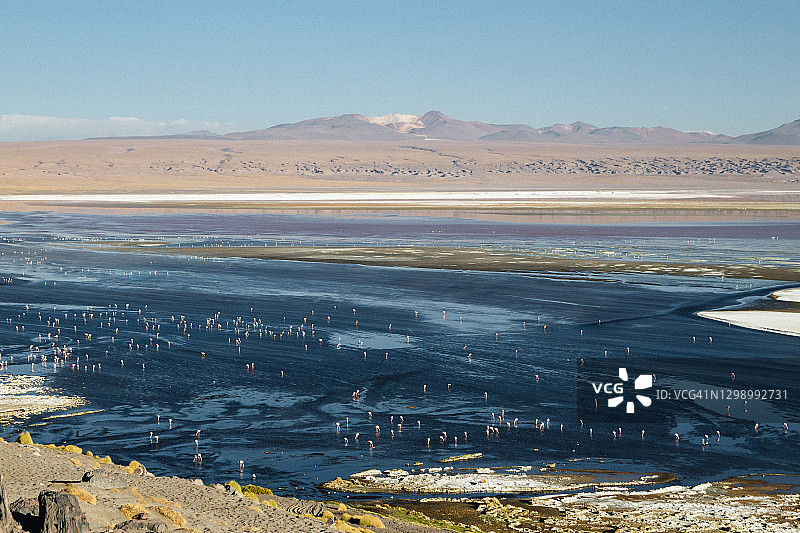 玻利维亚高原，科罗拉达湖火烈鸟群与火山风光图片素材
