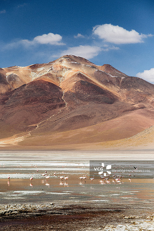 玻利维亚高原沙漠火山景观中的火烈鸟群图片素材