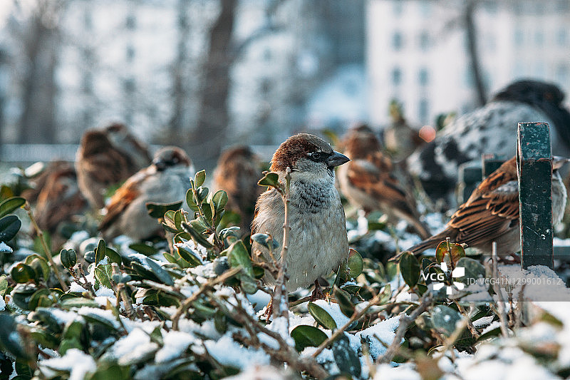 一群麻雀栖息在白雪覆盖的树篱上图片素材
