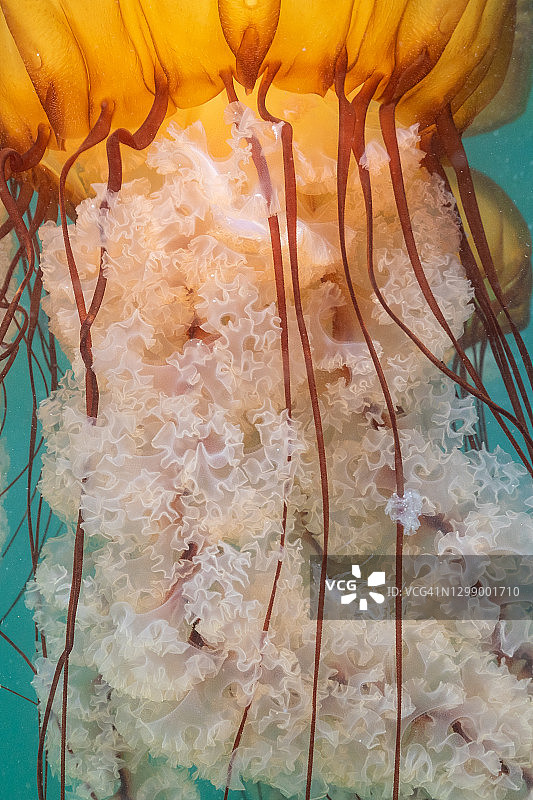 太平洋海荨麻触手细节图片素材