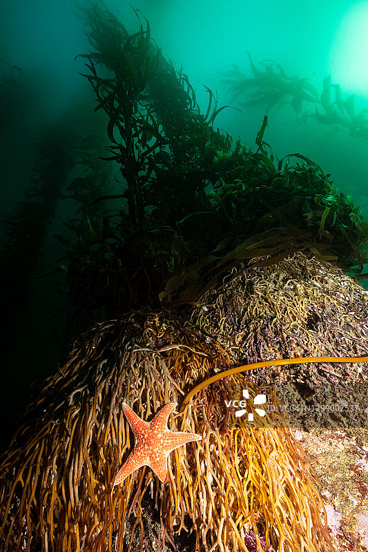 巨型海带固着器上的海星图片素材