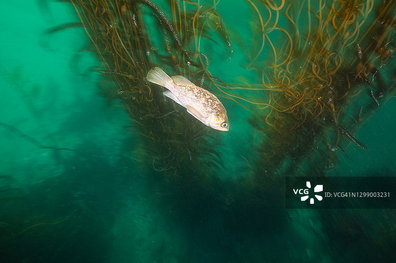 海带森林中的暗礁鲈图片素材