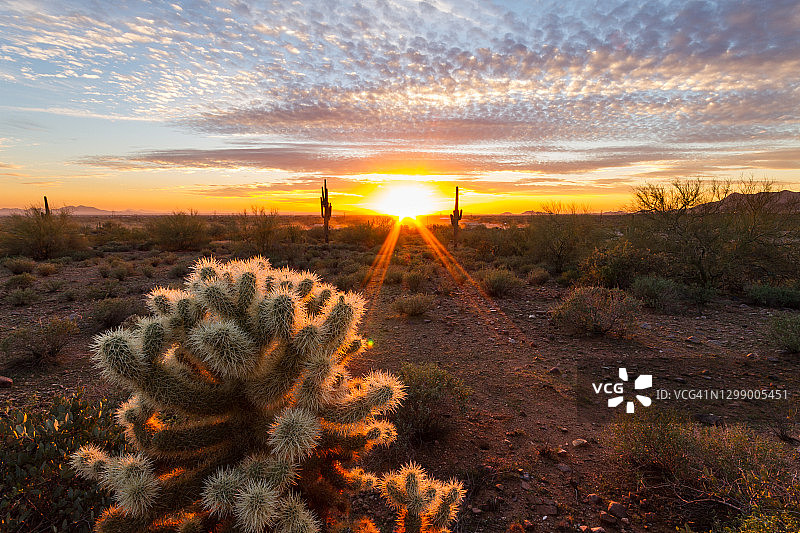 夕阳下的泰迪熊掌仙人柱图片素材