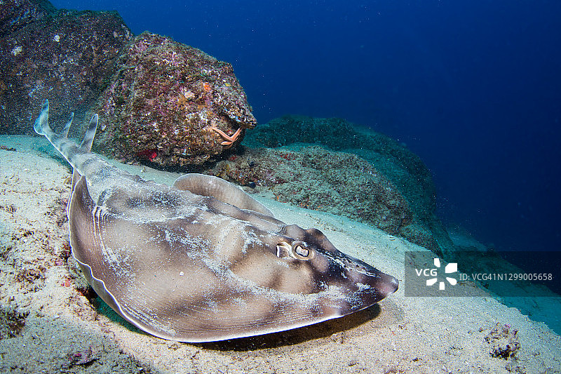 卡波圣卢卡斯条纹吉他鱼图片素材