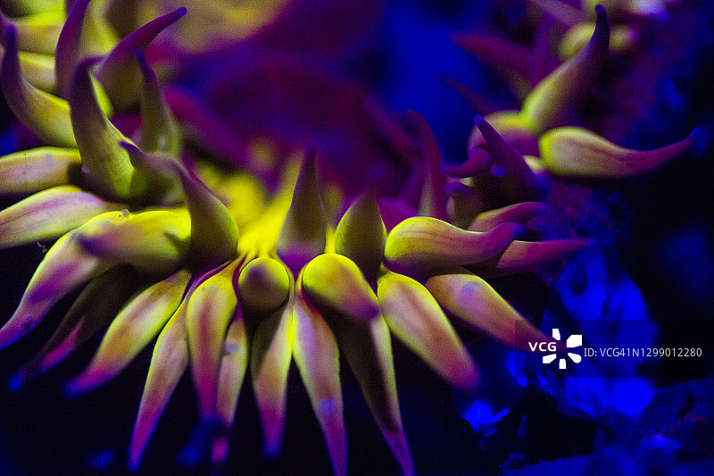 夜间荧光海葵图片素材