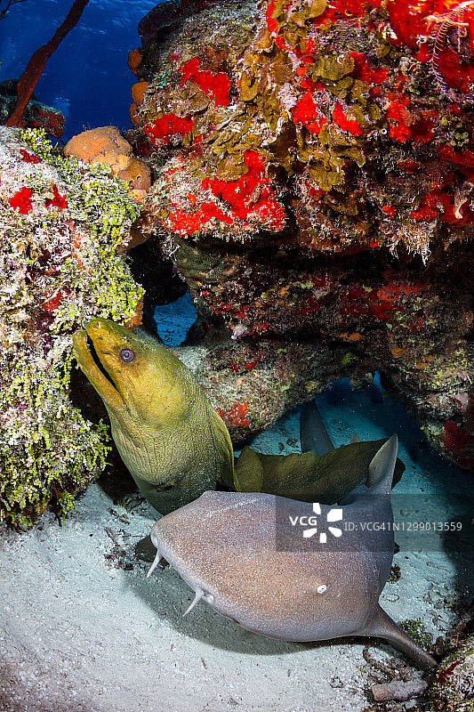 科苏梅尔的护士鲨和海鳝图片素材