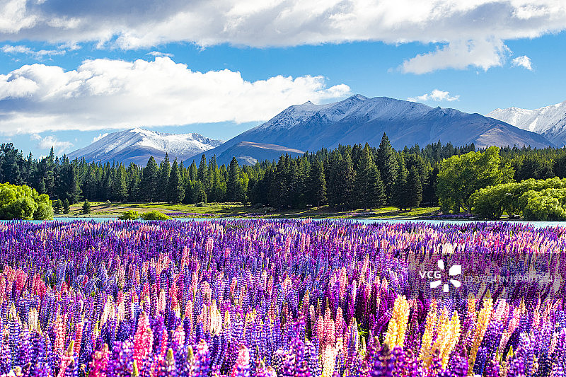 色彩鲜艳的鲁冰花，背景是雪山、松树林和蓝色湖泊图片素材