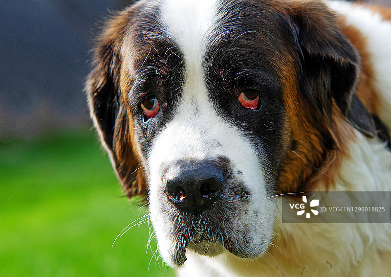 看起来悲伤或内疚的圣伯纳犬在户外图片素材