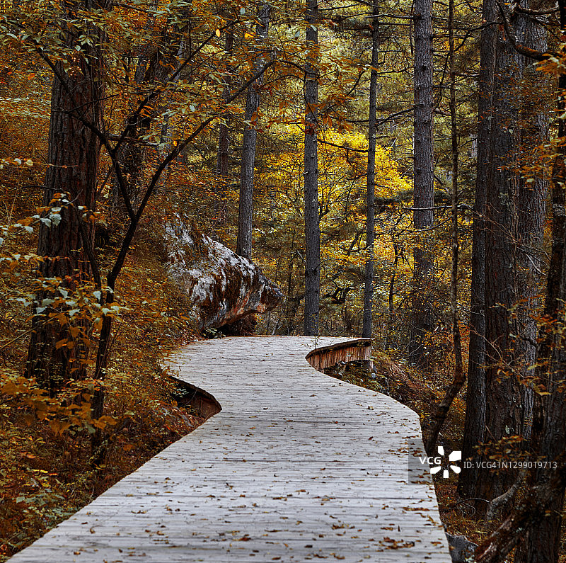 九寨沟森林中的道路图片素材