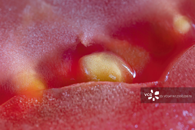 番茄内部图片素材