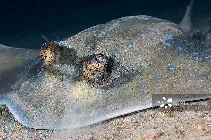 蓝点魟图片素材