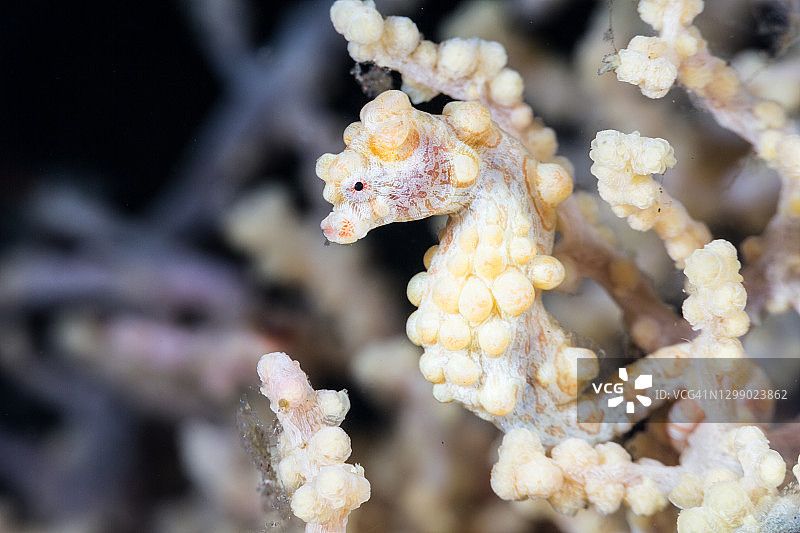 黄色豆丁海马图片素材