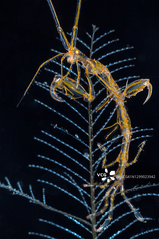 骨骼虾图片素材