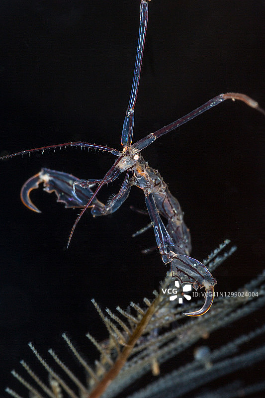 骨骼虾图片素材