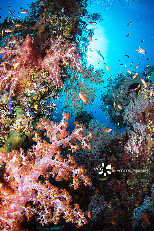 图兰奔的自由号沉船上的珊瑚图片素材