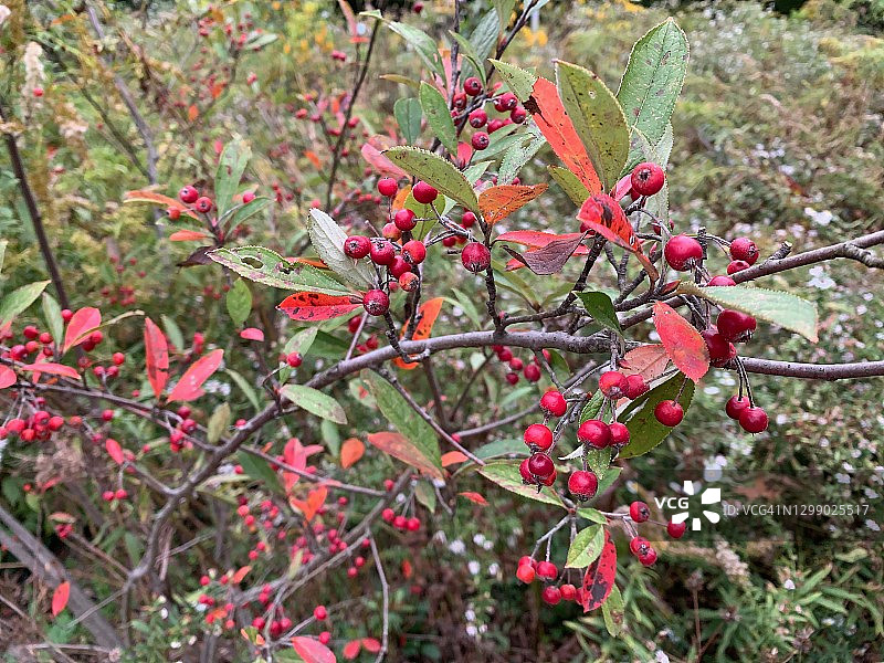 深秋灌木丛上的红浆果图片素材