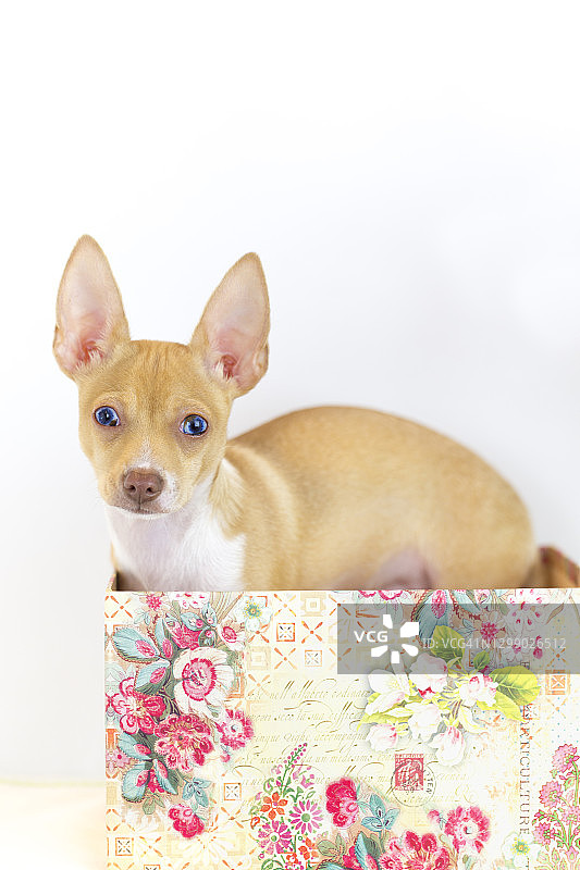 情人节浪漫盒子里的吉娃娃幼犬图片素材
