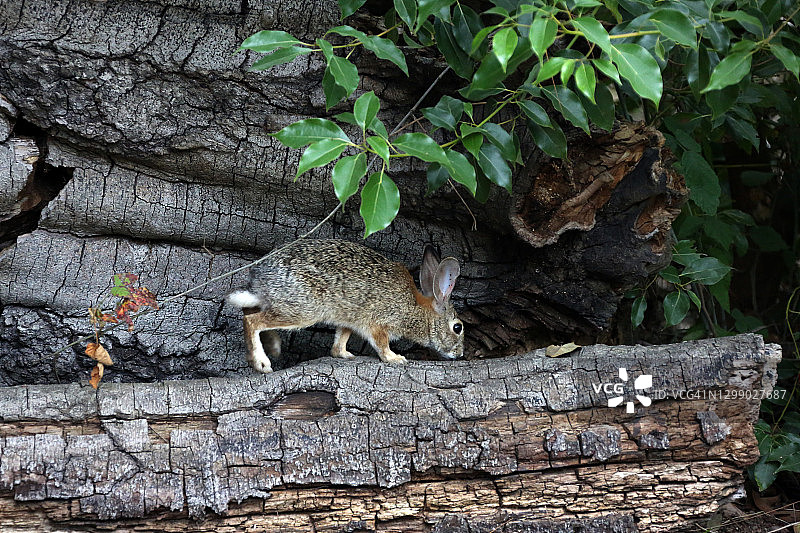 长滩埃尔多拉多自然中心图片素材