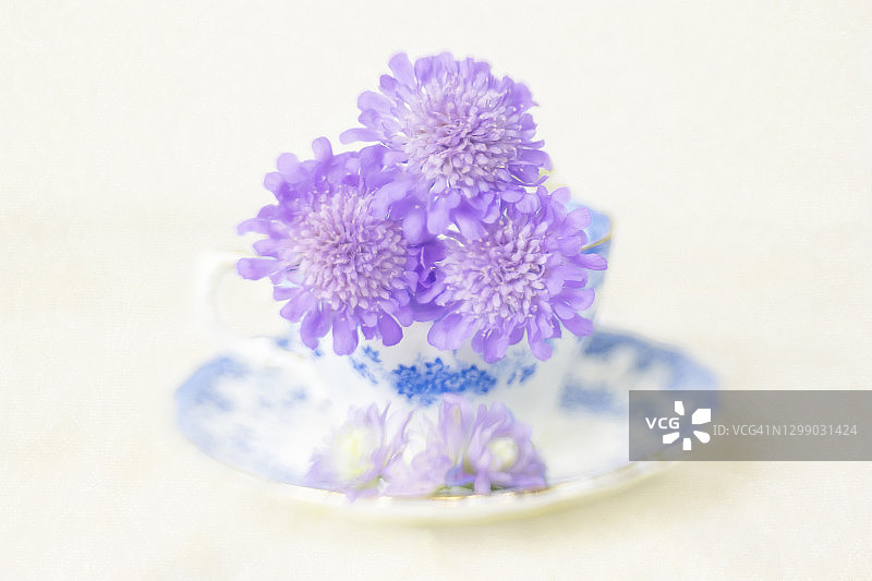 古董茶杯里的针垫花图片素材