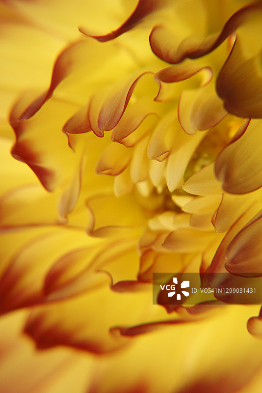 火焰抽象大丽花图片素材