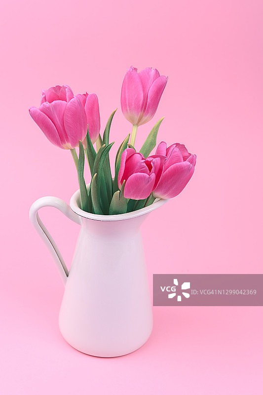 粉红色背景上的粉色郁金香花瓶，祝贺3月8日和情人节图片素材