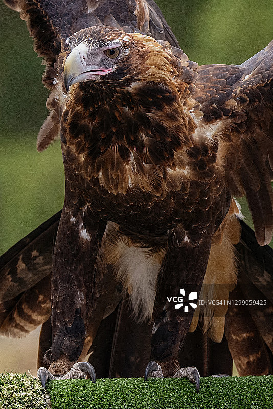 澳洲雄伟的楔尾鹰图片素材