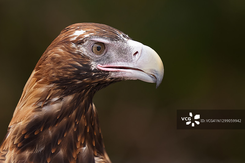 澳洲雄伟的楔尾鹰图片素材